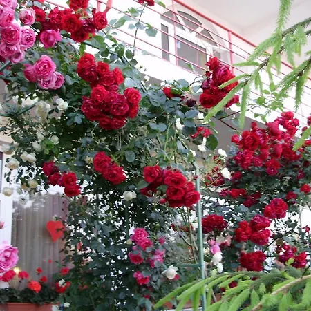 Guest house Casa Margo