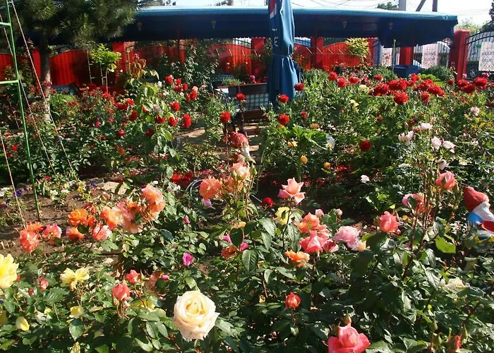 Vendégház Casa Margo 3*